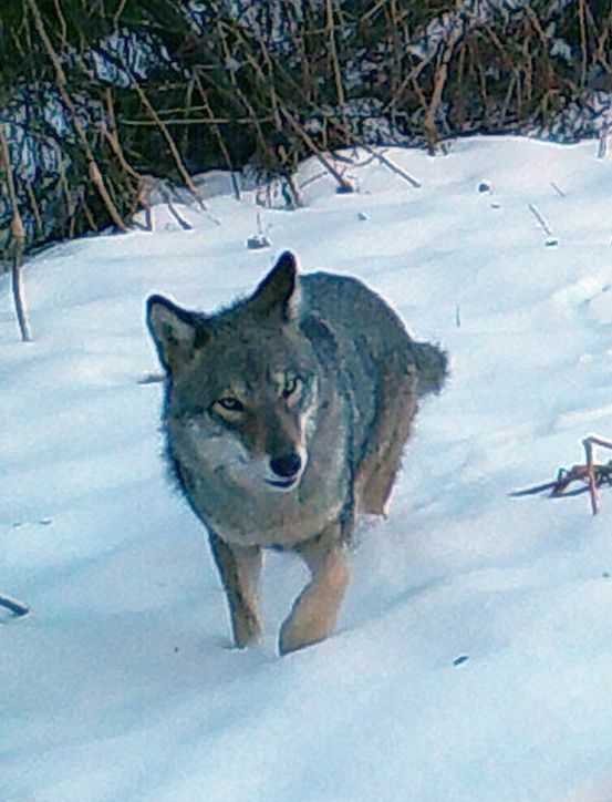 Eastern Coyote peering into a game camera. Shared by Declan McCabe. Click image to see the observation on iNaturalist Vermont.
