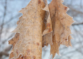Help Us Map and Identify Oak