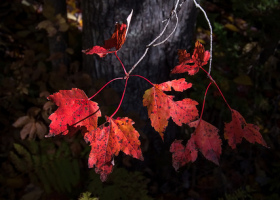 Turn Red or You're Dead