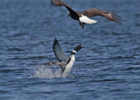 Loon Defending Itself from an Eagle