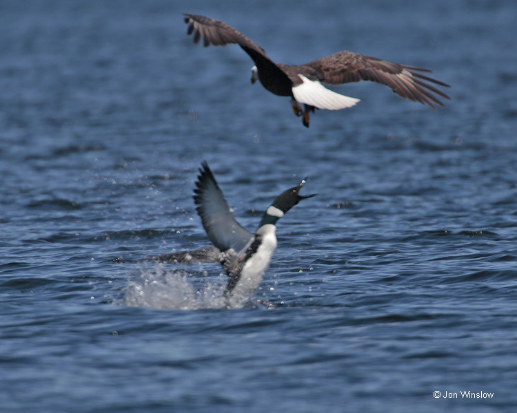 JWinslowphoto-Eagle Attack-BowLk