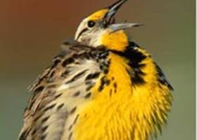 Grassland Birds Field Technician Position Available for Surveys in VT and NH