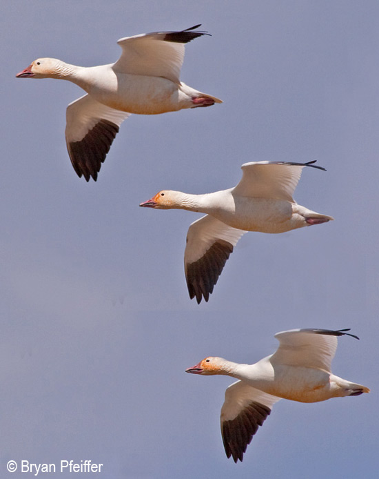 snowgeese-550x