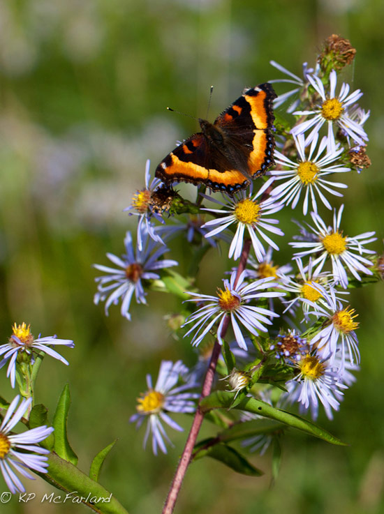 Milbert's Tortoiseshell (Nymphalis milberti)