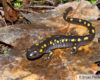 spotted salamander on leaf cover
