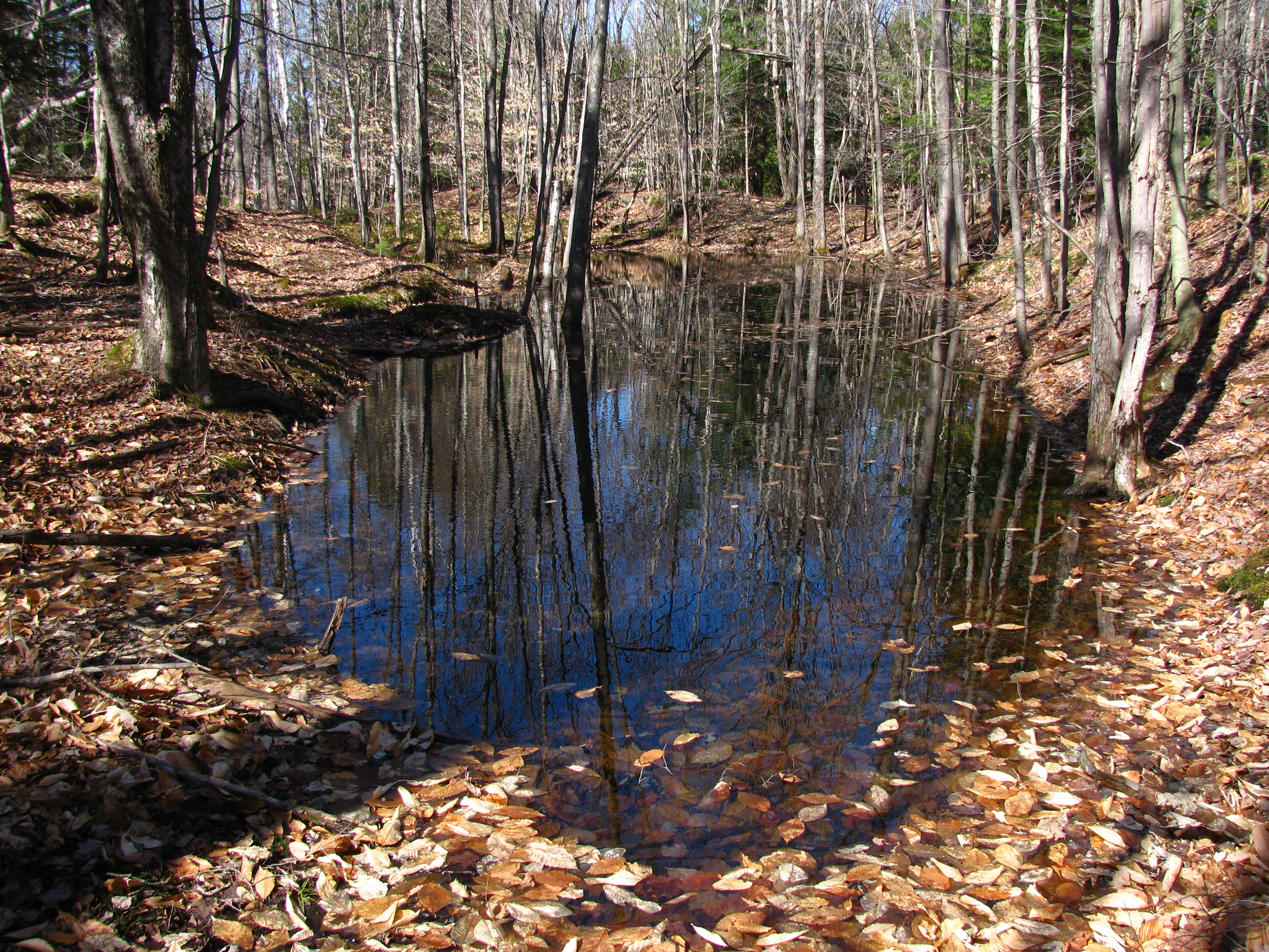 Norwich Vernal Pool_S. Faccio