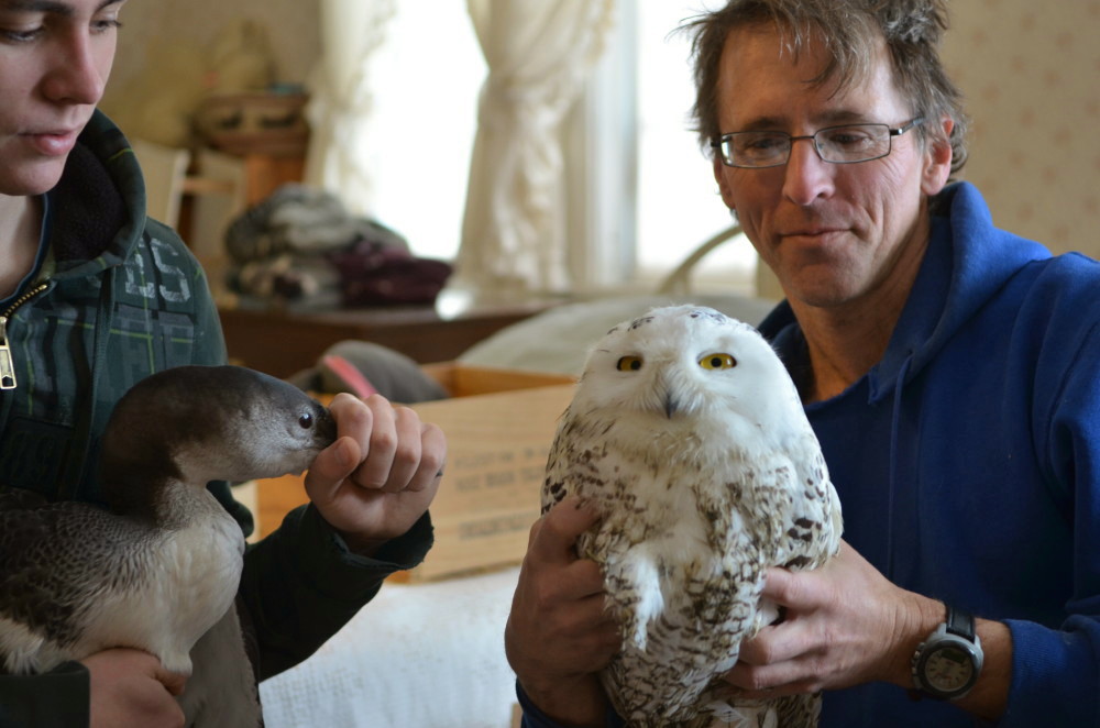 loon chick and snowy owl