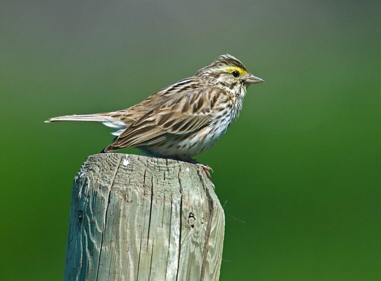Savannah Sparrow