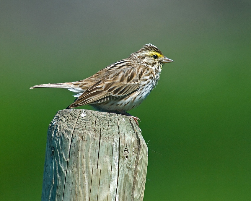 Savannah Sparrow