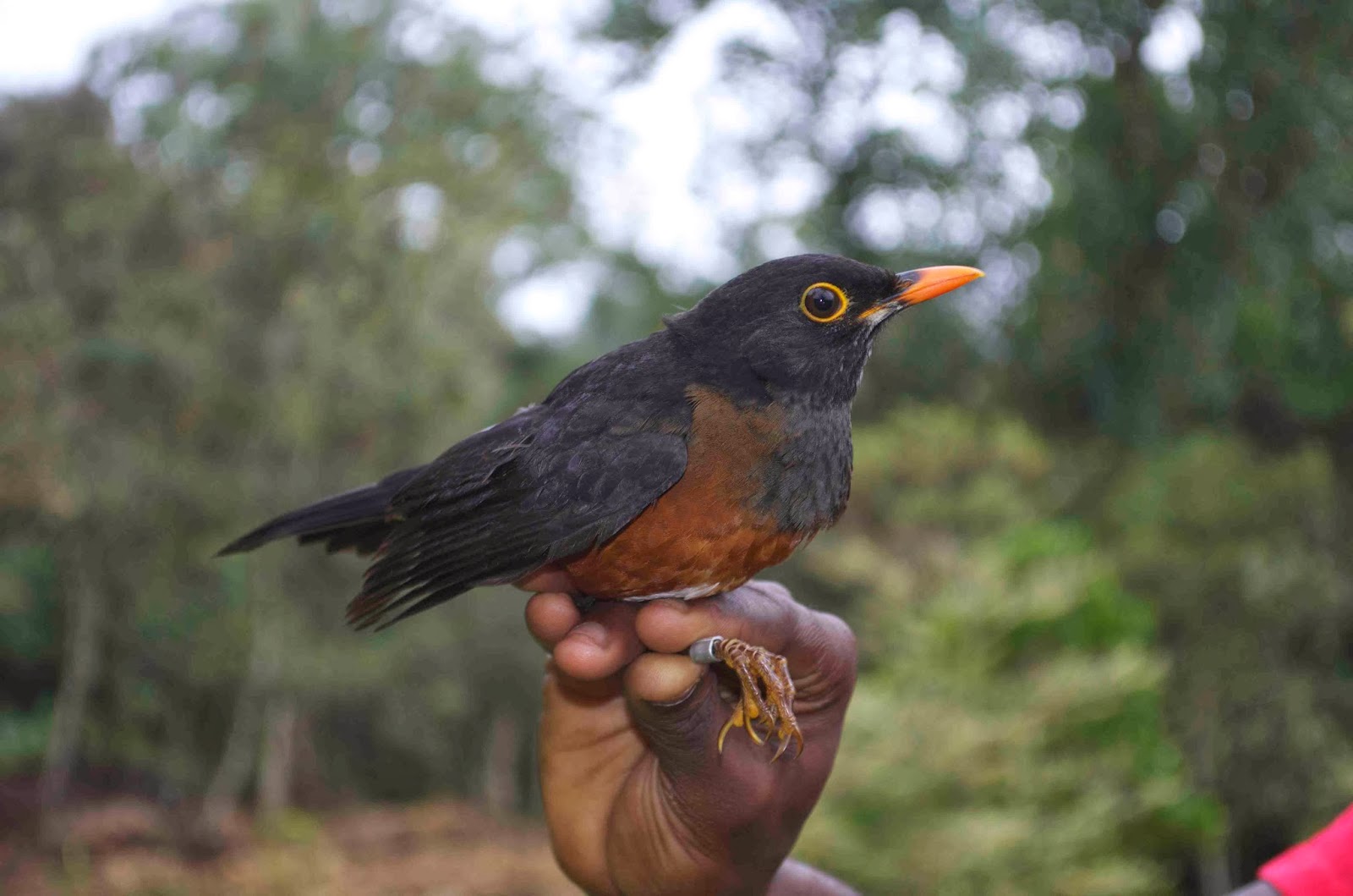 Mist-netted La Selle Thrush, Berak, Haiti