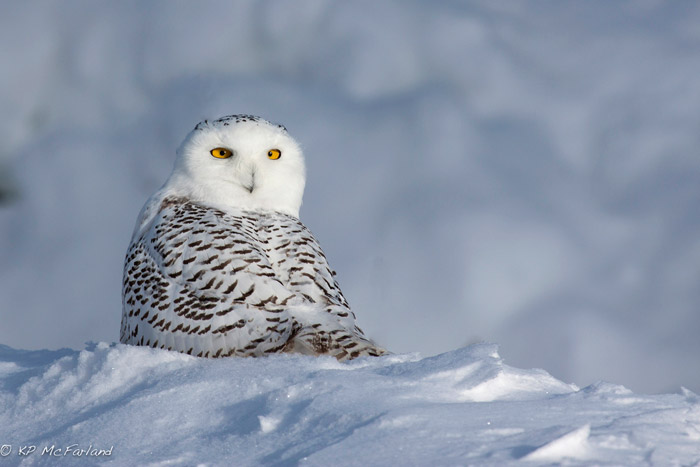 kent-snowy