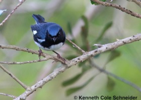 Black-throated Blue Warbler Kenneth Cole Schneider copyriht