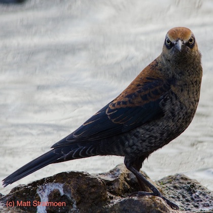 Matt Stratmoen 15 Oct 2012 Bloomington MN resized smaller