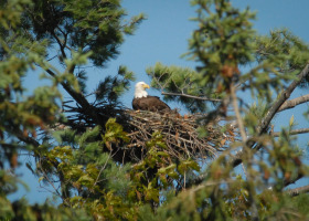 Vermont Bald Eagles Nest in Record Numbers in 2017 - Peregrine Falcons, Common Terns, and Loons also successful