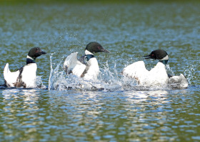 Penguin Dancing Season