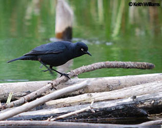 Male Rusty Blackbird during breeding season