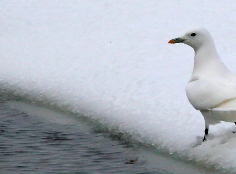Ivory Gull