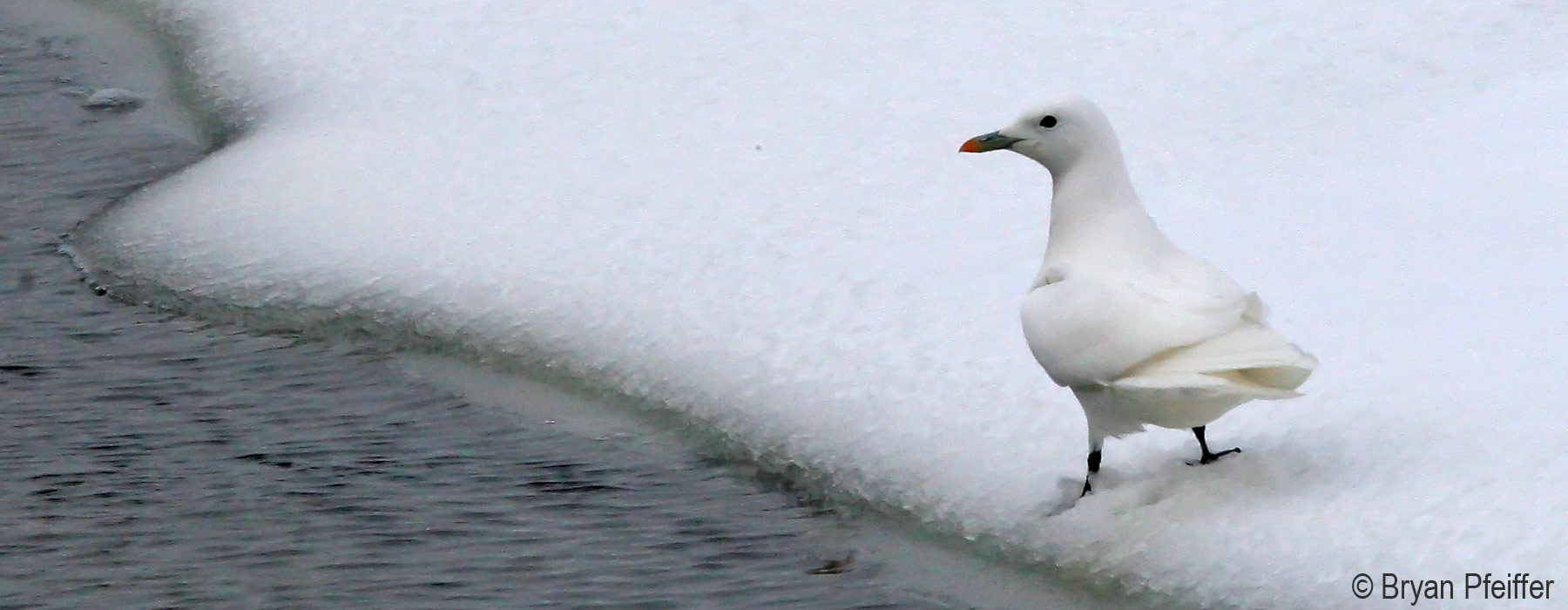 Ivory Gull