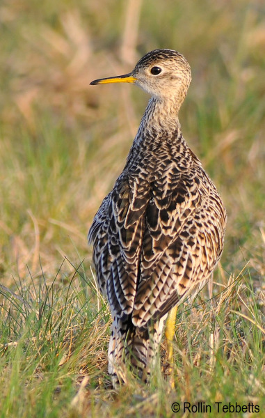 Upland Sandpiper