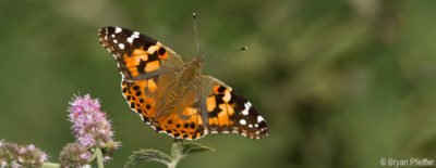 Painted Lady (Vanessa cardui)