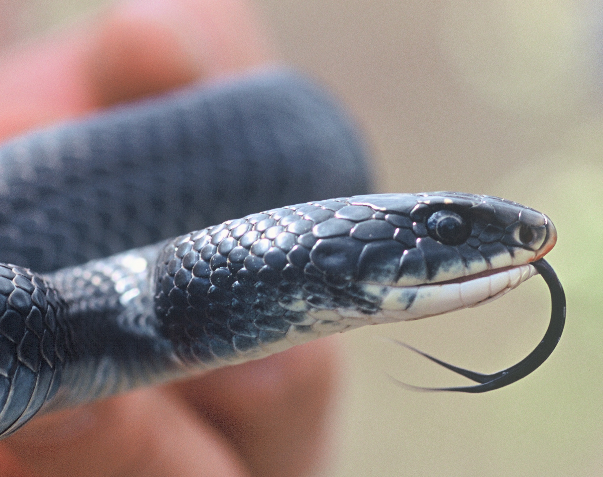 Vermont Fish & Wildlife and VTrans partnered to improve habitat for a rare North American racers (a non-venomous snake) at a road project in Guilford, Vt.  Photo courtesy of Sue Morse, Keeping Track.