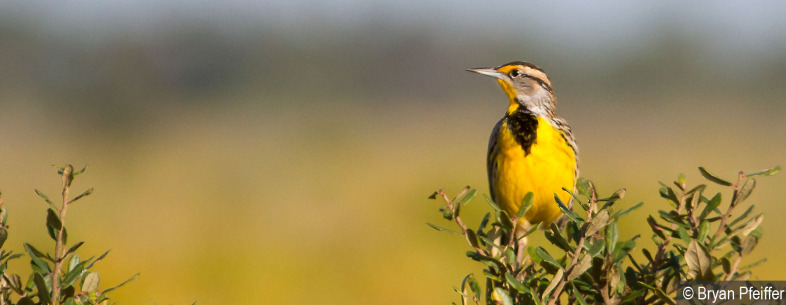 eastern-meadowlark-1800x700