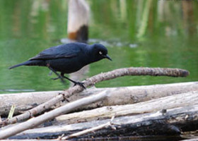 Male Rusty Blackbird during breeding season