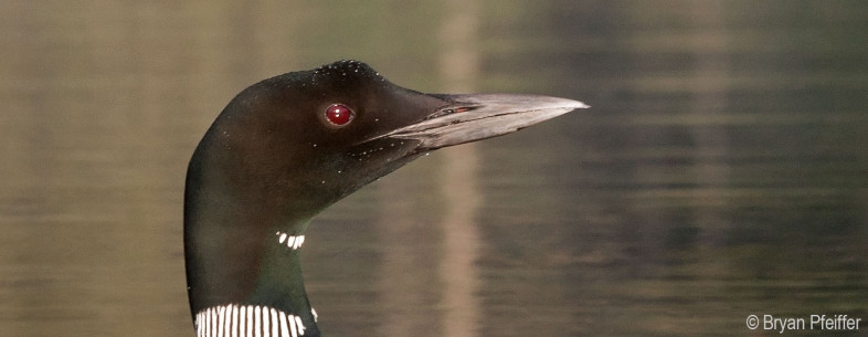 common-loon-head-1800x700