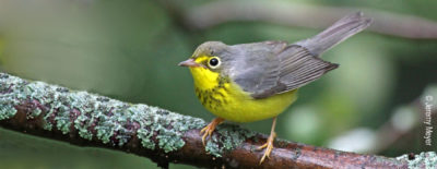 Canada Warbler / © Jeremy Meyer