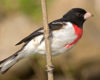 Rose-breasted Grosbeak