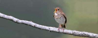 bicknell's thrush
