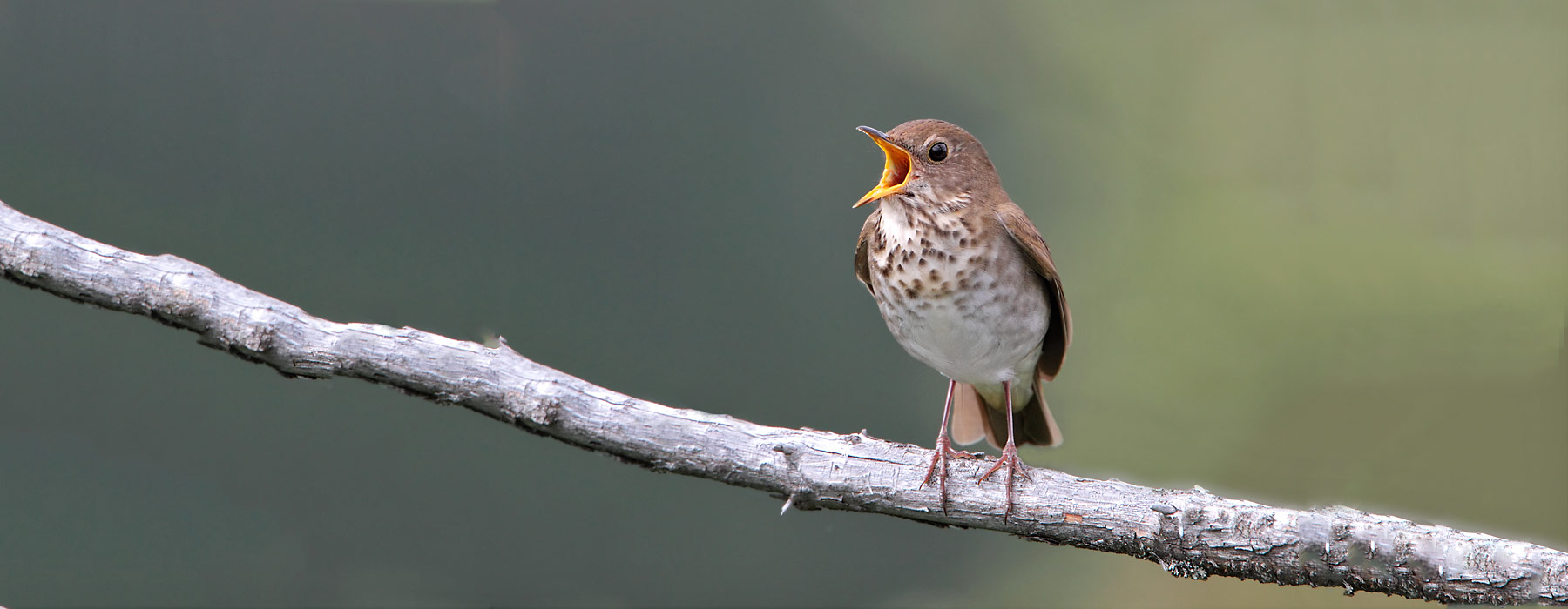 bicknell's thrush