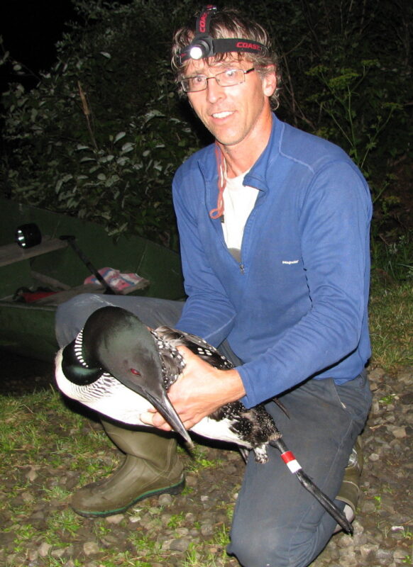 VCE Loon Biologist Eric Hanson is ready to release a loon after it was disentangled from fishing line. / © Melissa Perley