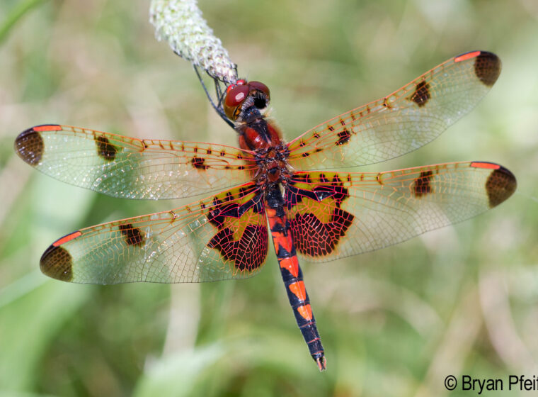 Calico Pennant (Celithemis elisa)