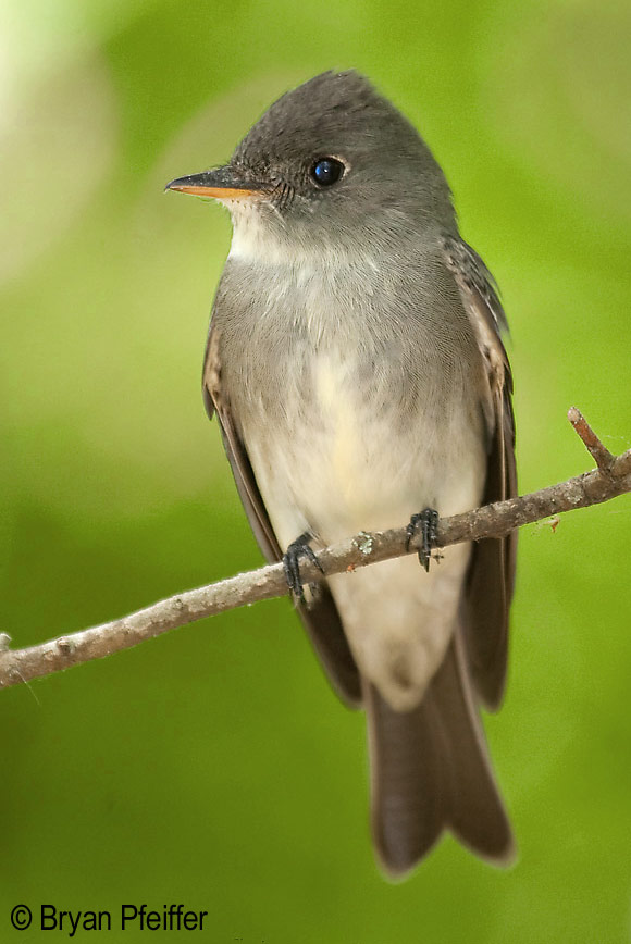 Eastern Wood-Pewee / © Bryan Pfeiffer