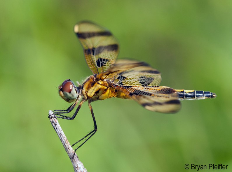 A New Vermont Dragonfly | Vermont Center for Ecostudies