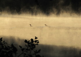 Laying the Groundwork for Loons in Fairlee and Fairfield