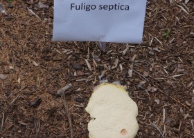 Vermont Atlas of Life BioBlitz Discovers New Species for Park