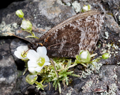 White Mountain Arctic (Oeneis melissa semidea) nectaring on Mountain Sandwort (Arenaria Groenlandica) / © K.P. McFarland