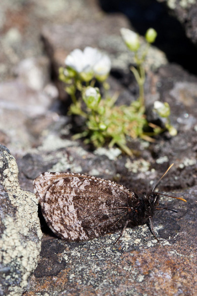 White Mountain Arctic (Oeneis melissa semidea) / © K.P. McFarland