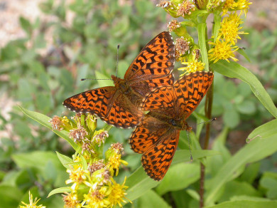 White Mountain Fritillary / © K.P. McFarland