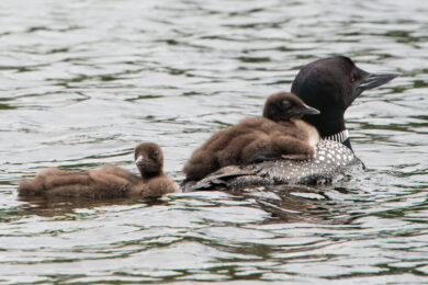 Loon family on Wantastiquet Pond in Weston, VT. Photo by Joanne Bridges