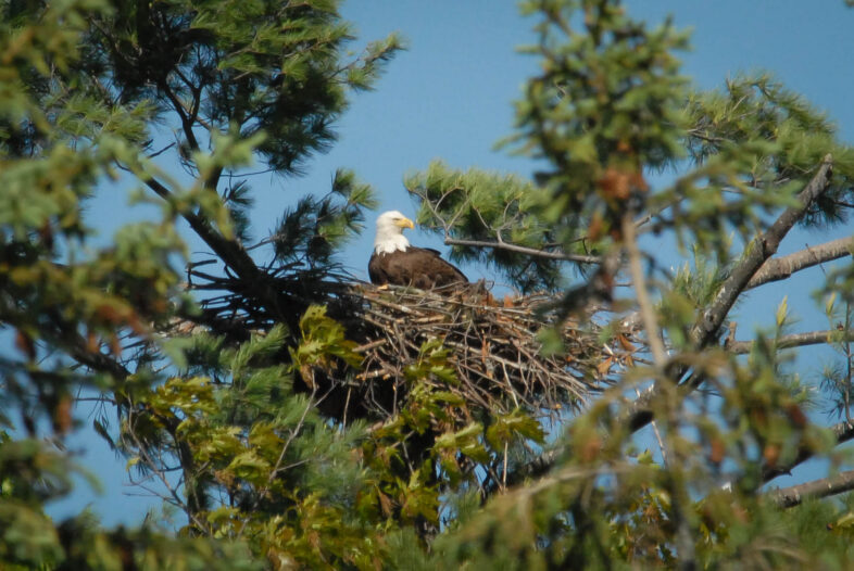 The Agency of Natural Resources is looking to protect critical habitat for some endangered species, such as nesting trees used by bald eagles. Courtesy of John Hall, Vt Fish & Wildlife Department.