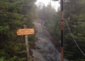 Mist net in the fog. / K.P. McFarland