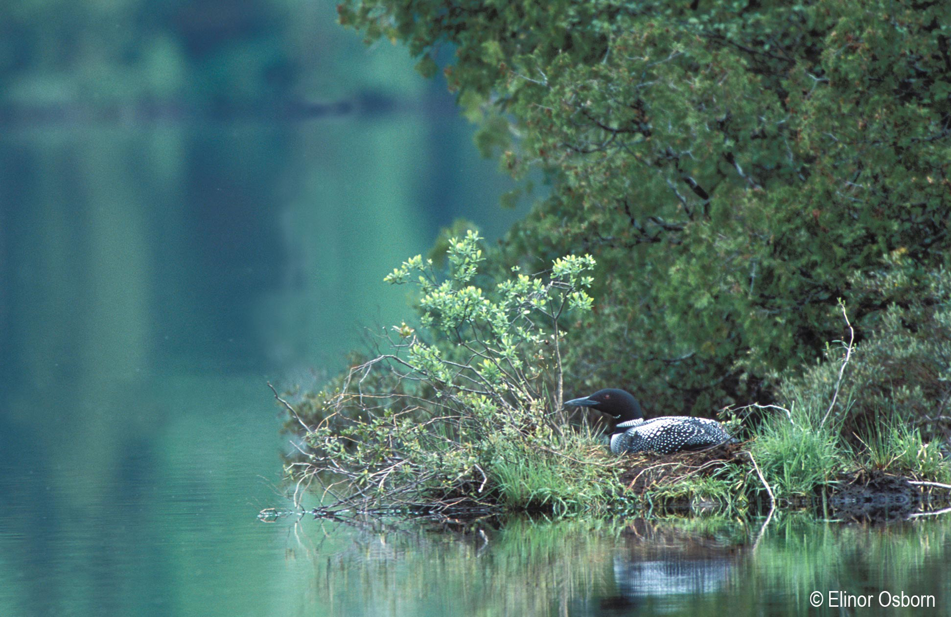 loon-raft-newark-elinor-osborn photography
