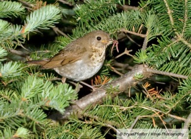Bicknell's Thrush Copyright Bryan Pfeiffer