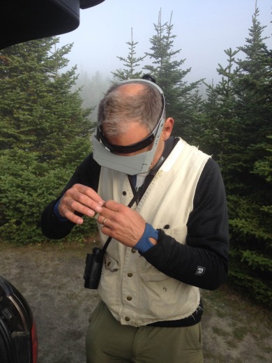 Chris Rimmer checking the skull ossification  of a banded bird. / K.P. McFarland