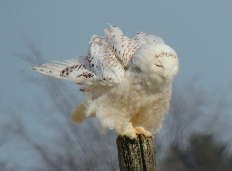 Snowy Owl by Sue Wetmore