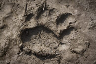Black Bear track