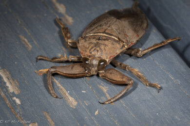 giant water bug